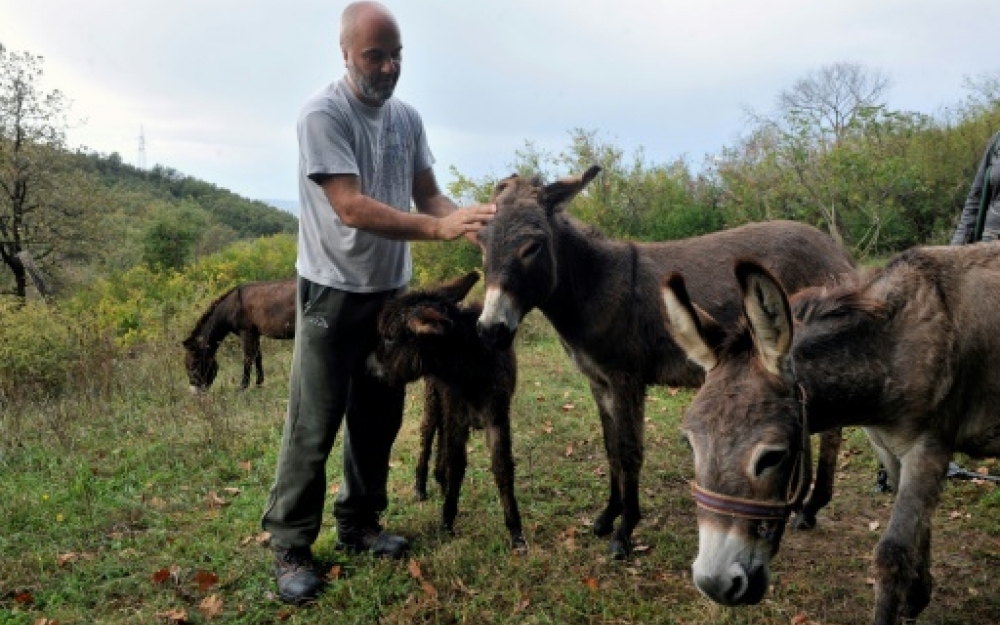 L'âne des Balkans cherche son salut dans le lait
