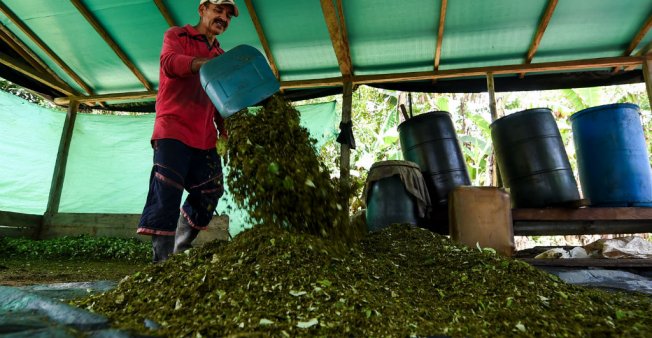 La Colombie bat des records de production de coca et de cocaïne