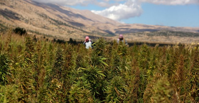 Le Liban veut légaliser la culture du cannabis pour relancer son économie