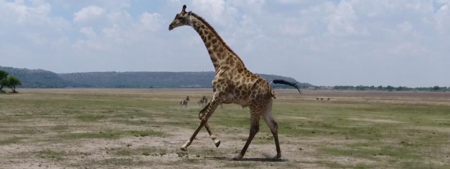 Quand les drones regardent courir les girafes