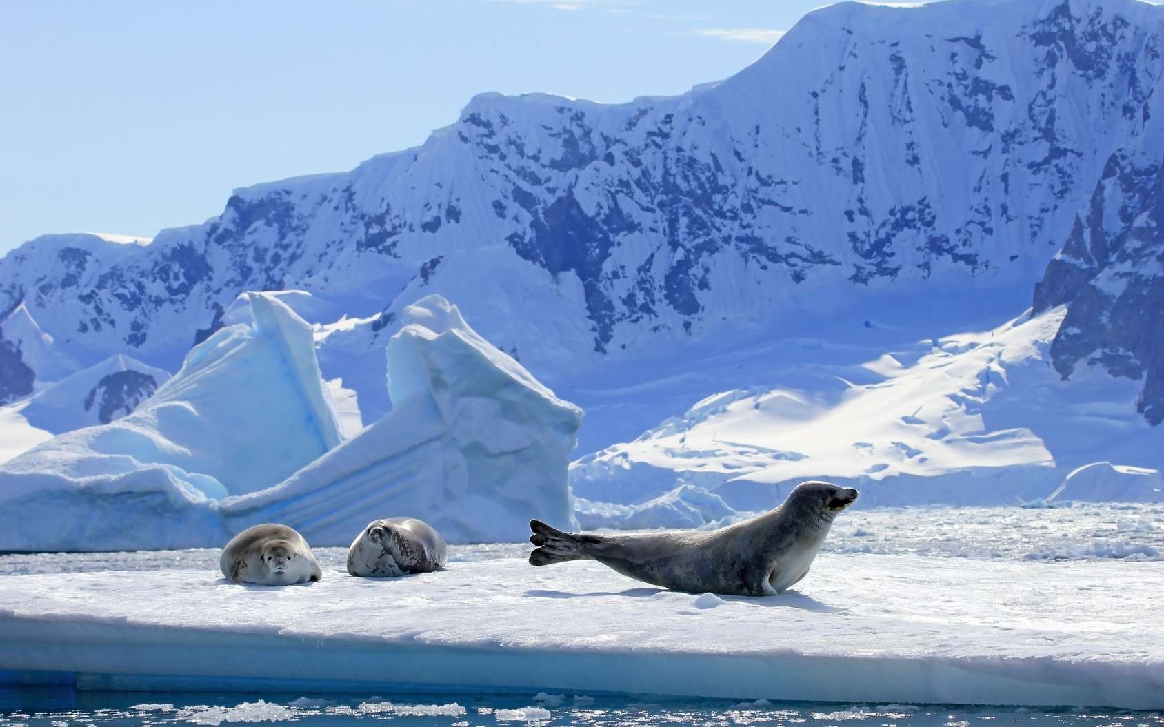 Antarctique : la banquise fond à toute allure depuis 2014