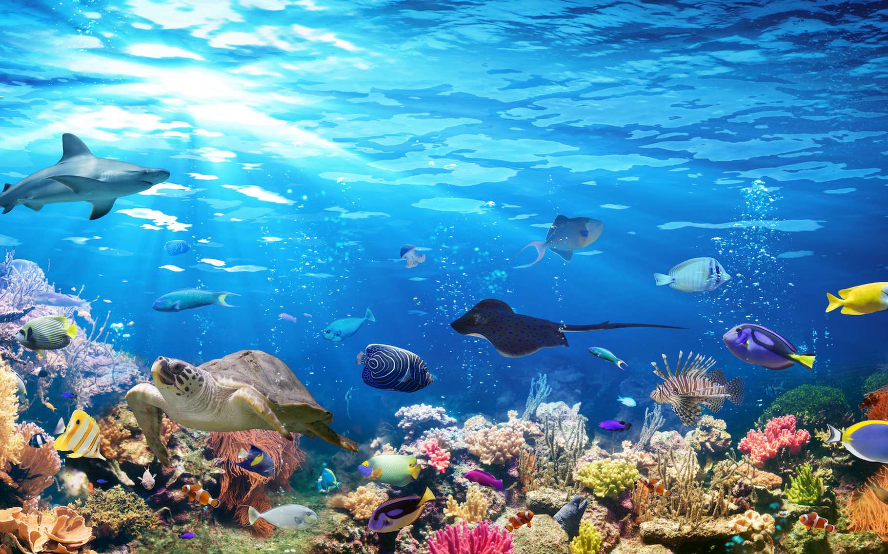Réchauffement climatique : la population d’animaux marins pourrait diminuer de 17 % d'ici 2100
