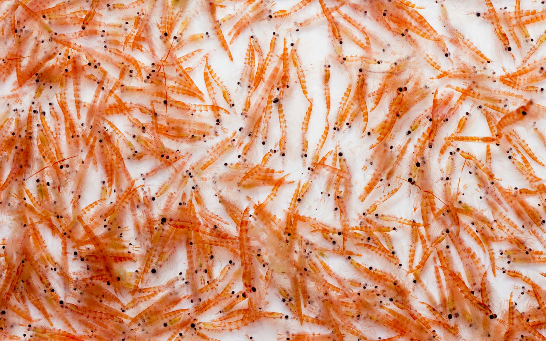 Antarctique : la migration du krill inquiète