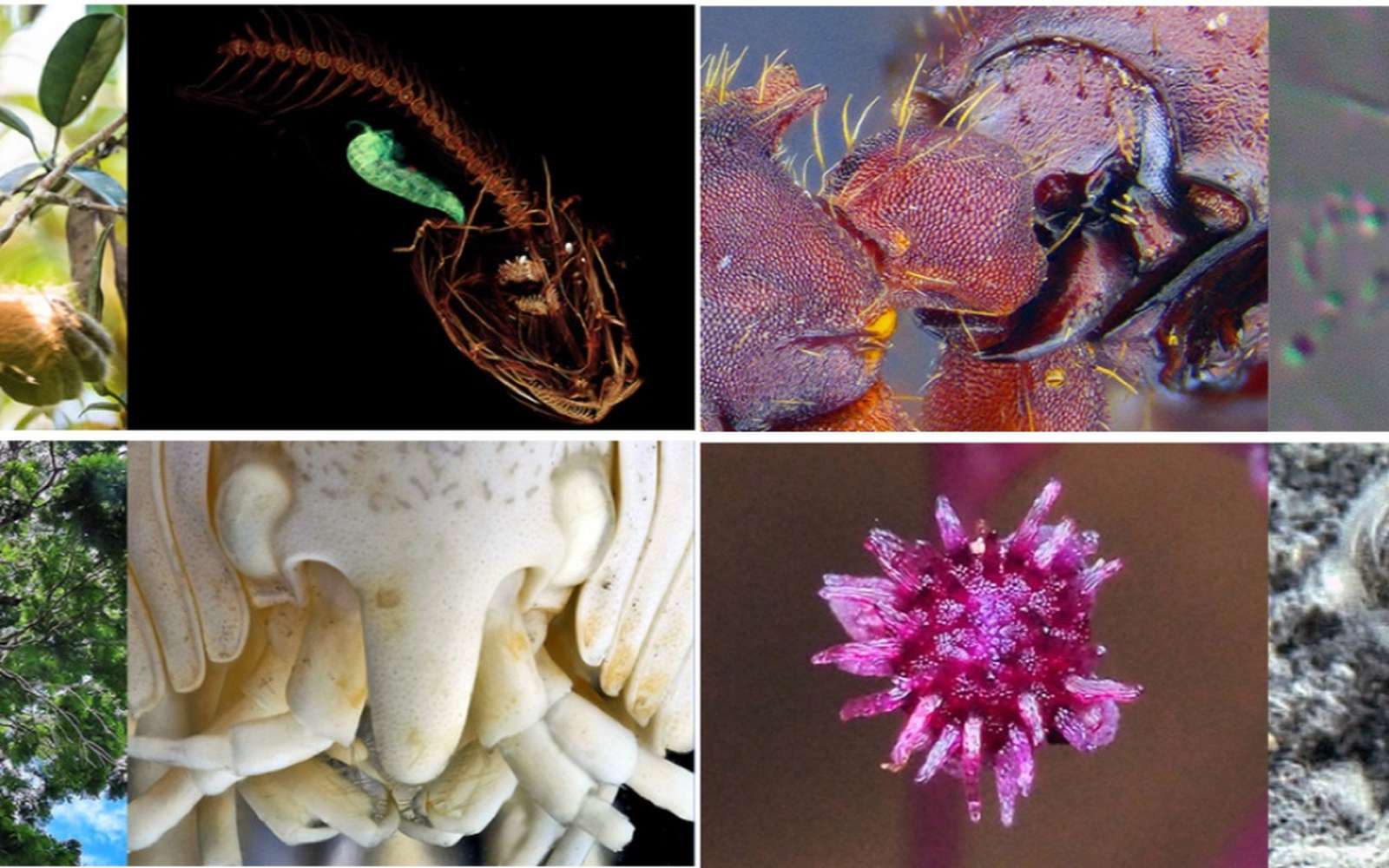 Top 10 des dernières espèces découvertes
