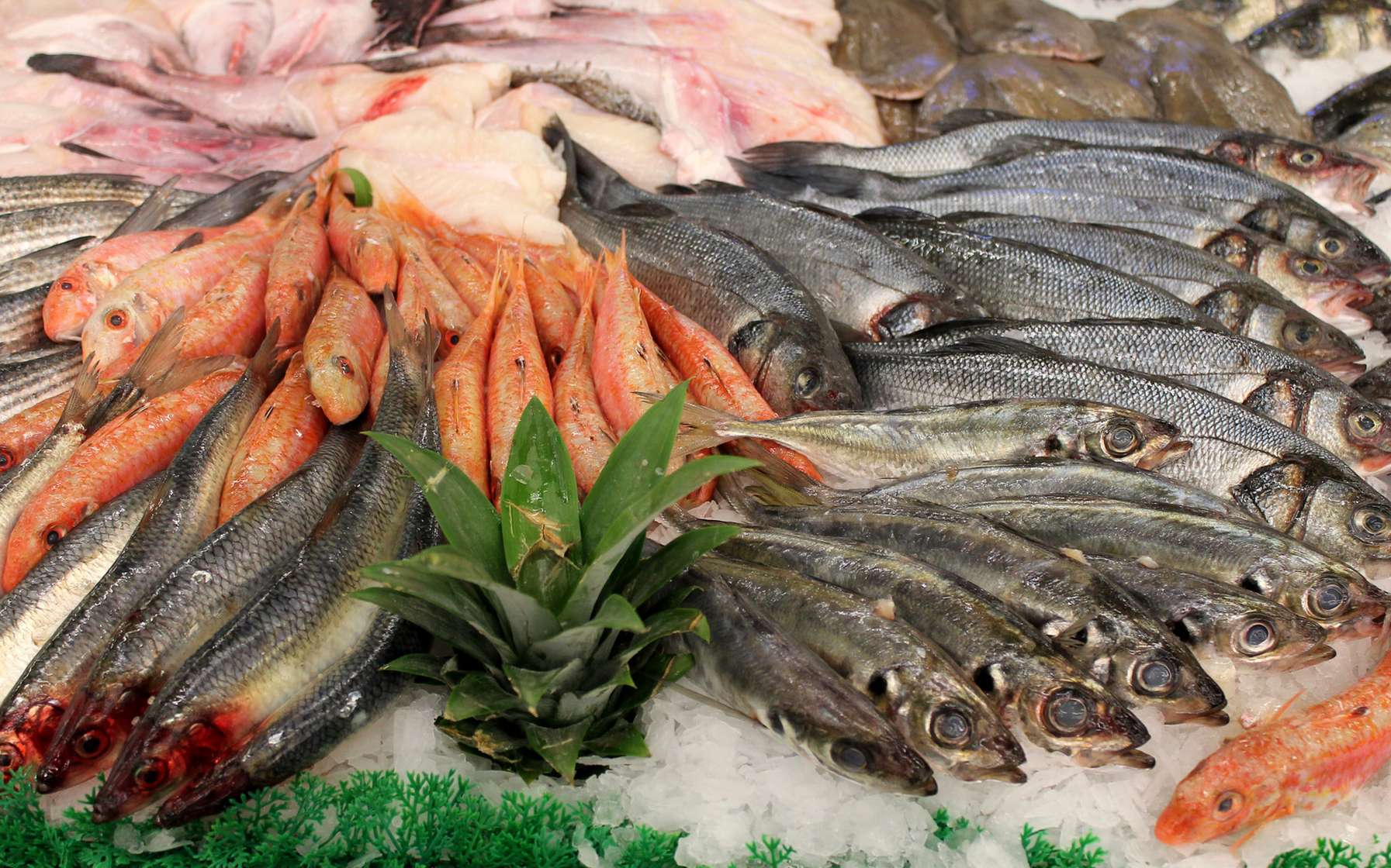 La quasi-totalité des poissons en grandes surfaces provient de pêches non durables
