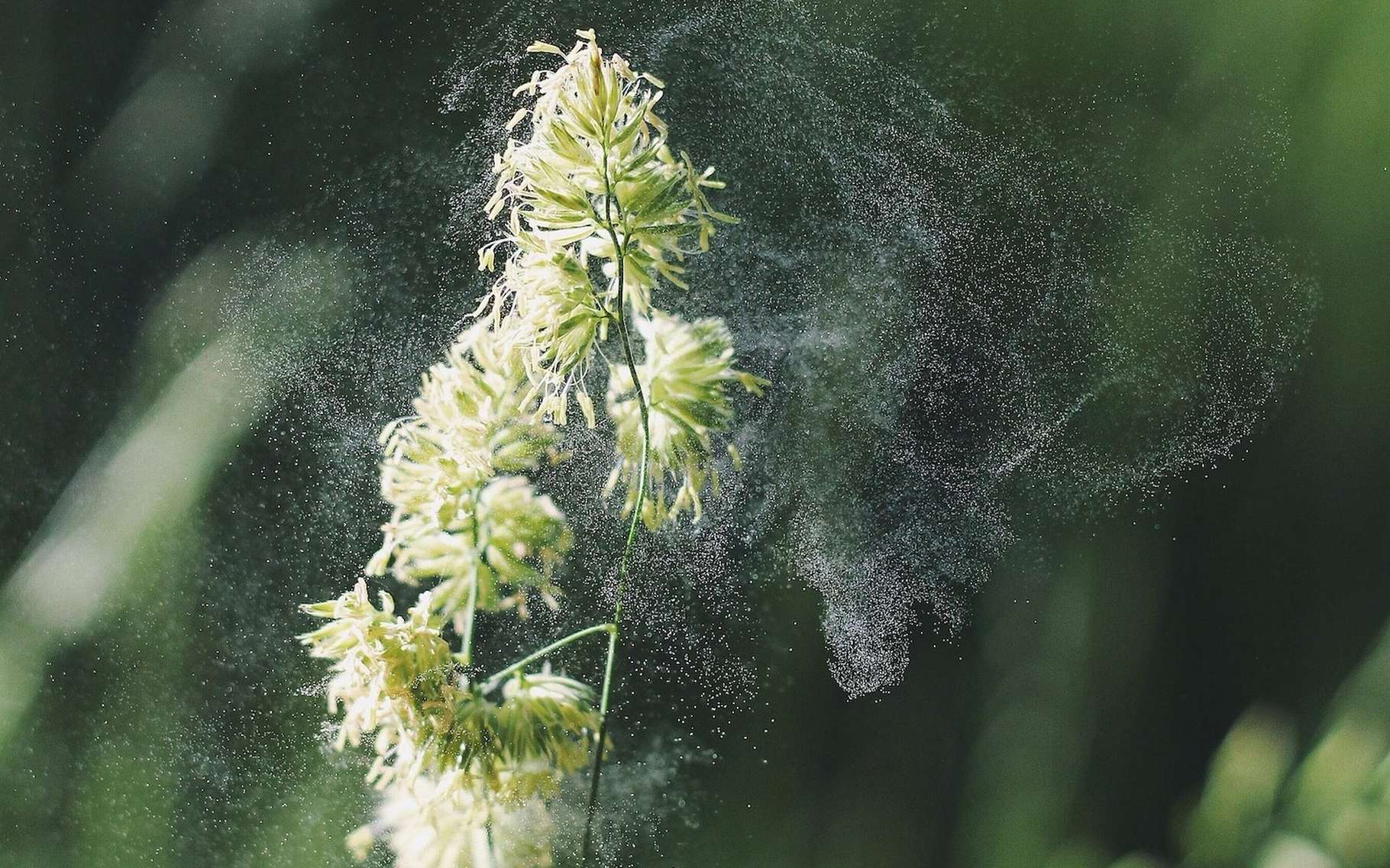 Du pollen pour absorber les substances toxiques de l’eau polluée