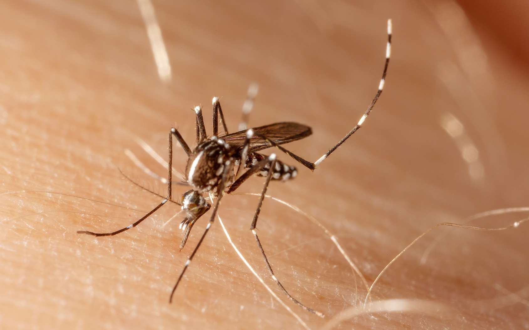 Épidémie de dengue : 7 morts et plus de 2.500 cas en Nouvelle-Calédonie