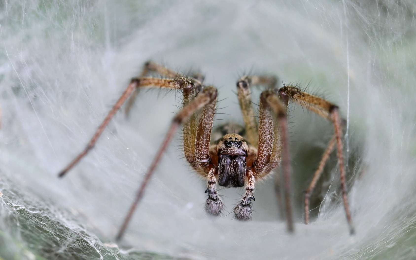 Le venin d’araignée pourrait protéger votre cerveau après un AVC