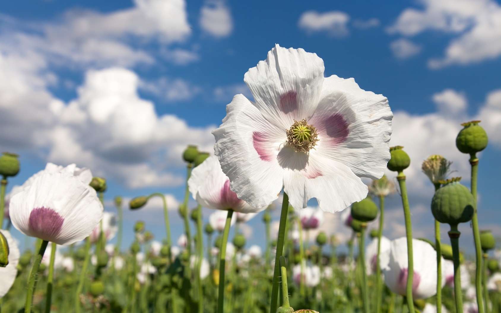 Opium : le génome du pavot révèle ses secrets de fabrication