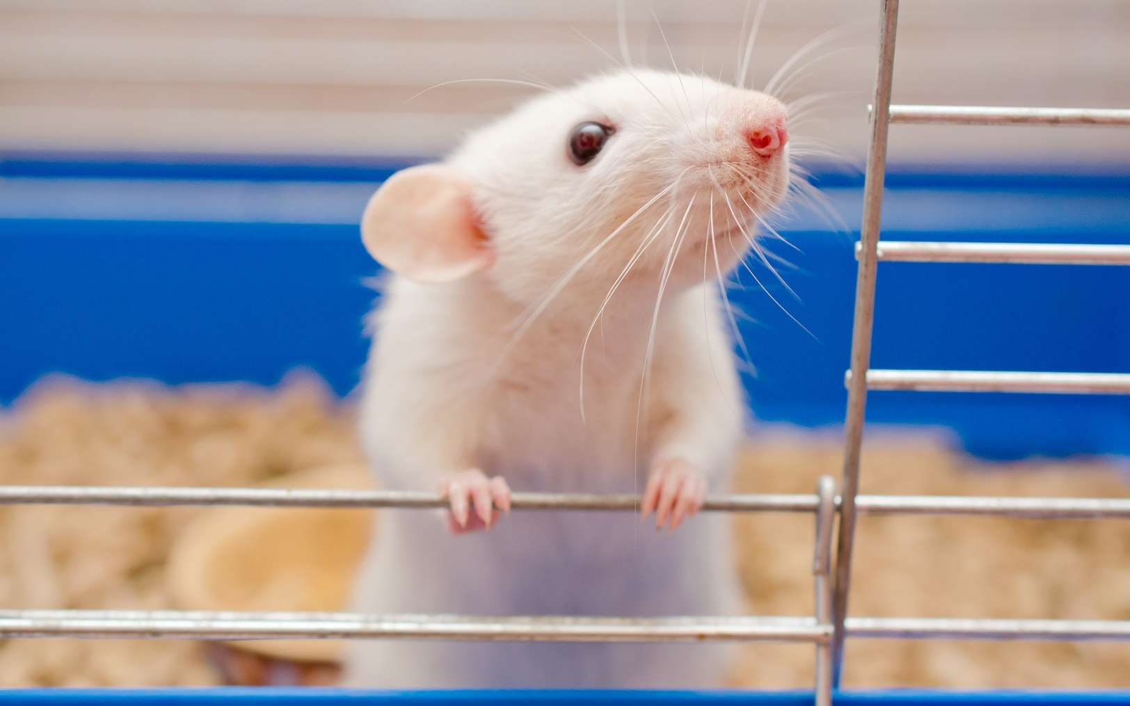Tests sur les animaux : bientôt un rat de laboratoire virtuel ?