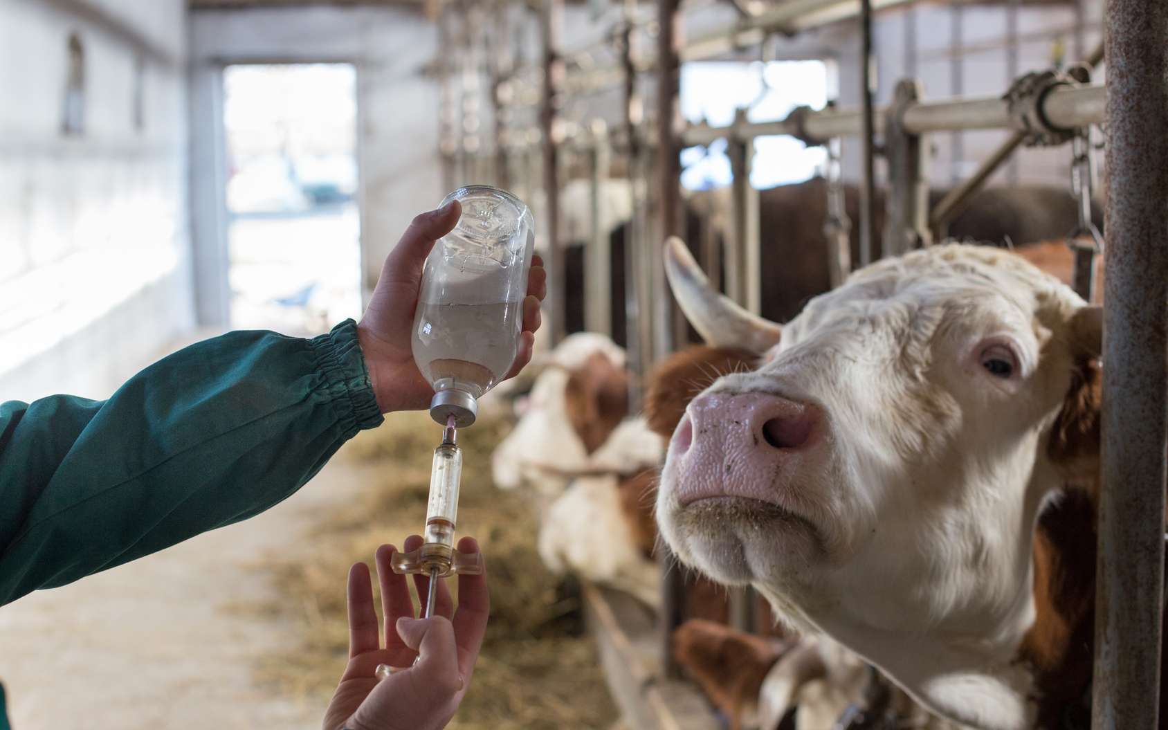 L'antibiorésistance augmente chez les animaux d'élevage et inquiète les scientifiques