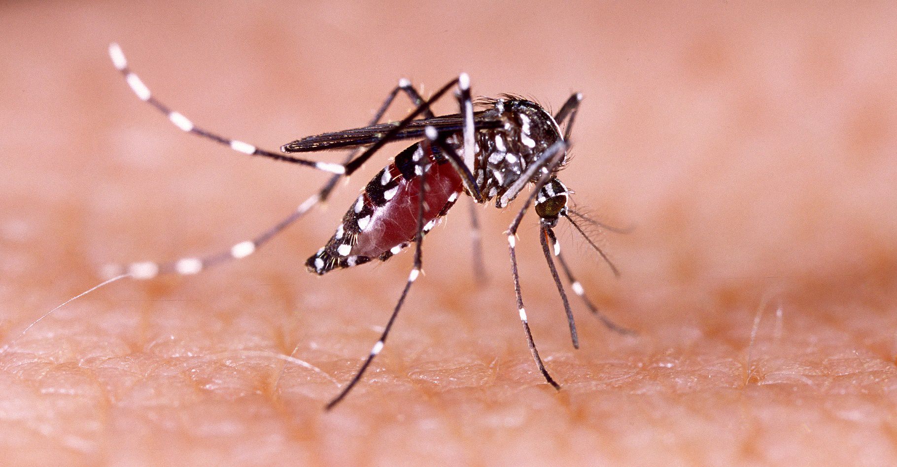 Premiers cas de Zika par piqûre en Floride, mais peu de risques pour les JO