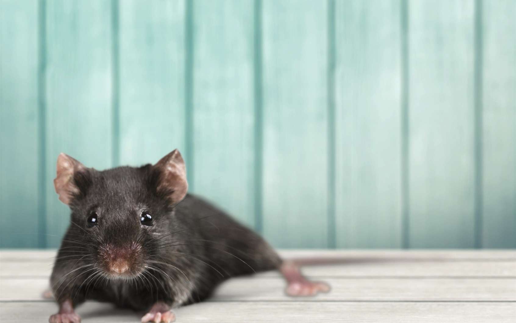 Progéria : une thérapie génique ralentit le vieillissement chez la souris