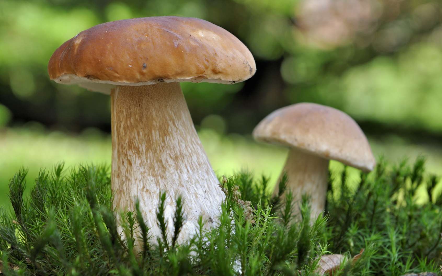 Manger des champignons réduirait les risques de cancer de la prostate