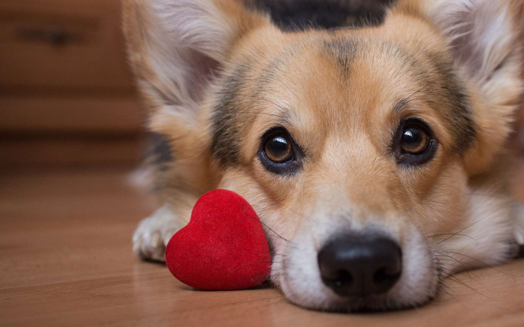 Avoir un chien réduit les risques de maladies cardiovasculaires