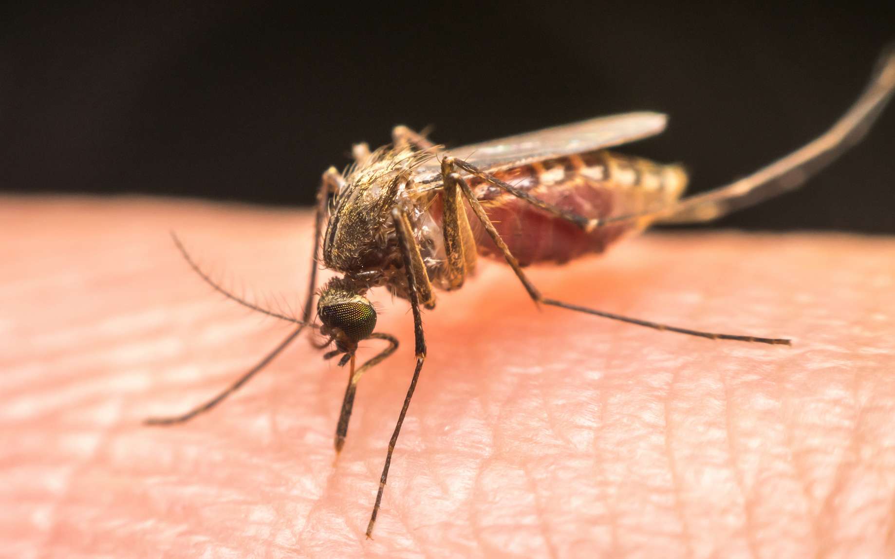 Chikungunya : la clé du développement d'un traitement identifiée ?