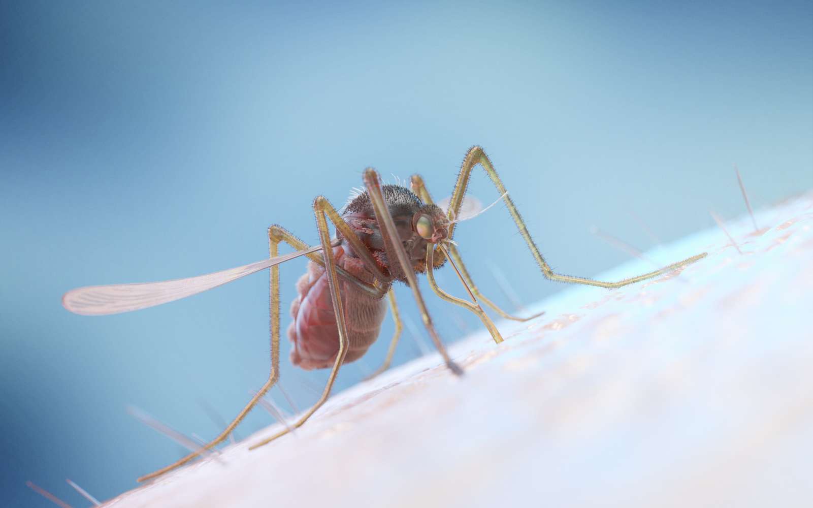 Malaria : bientôt un traitement efficace ?