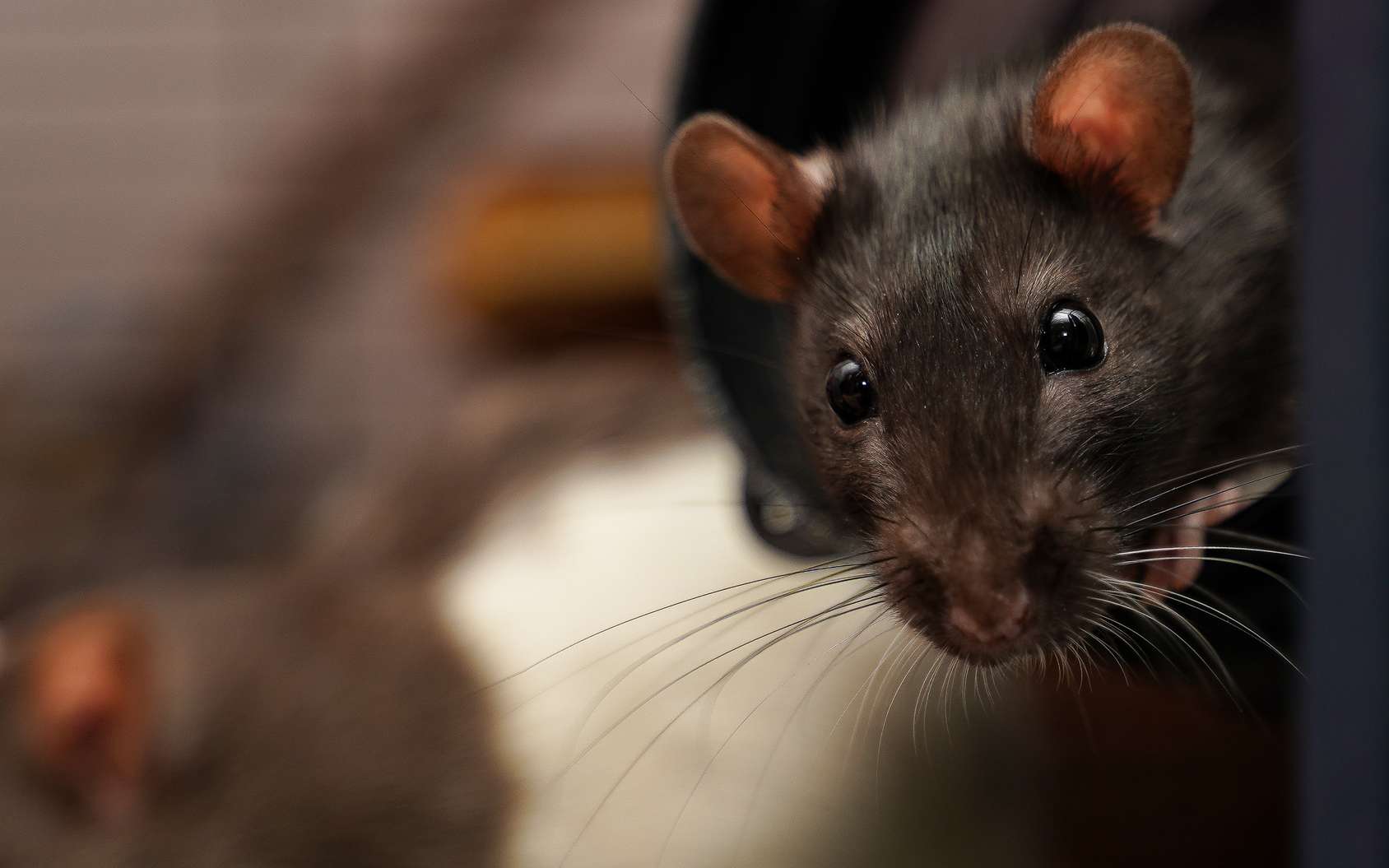 Des rats ont appris à jouer à cache-cache et ils adorent ça !