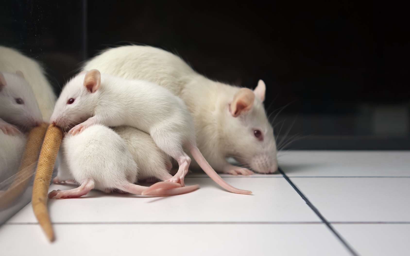 Des cellules immunitaires façonnent la mémoire des souris