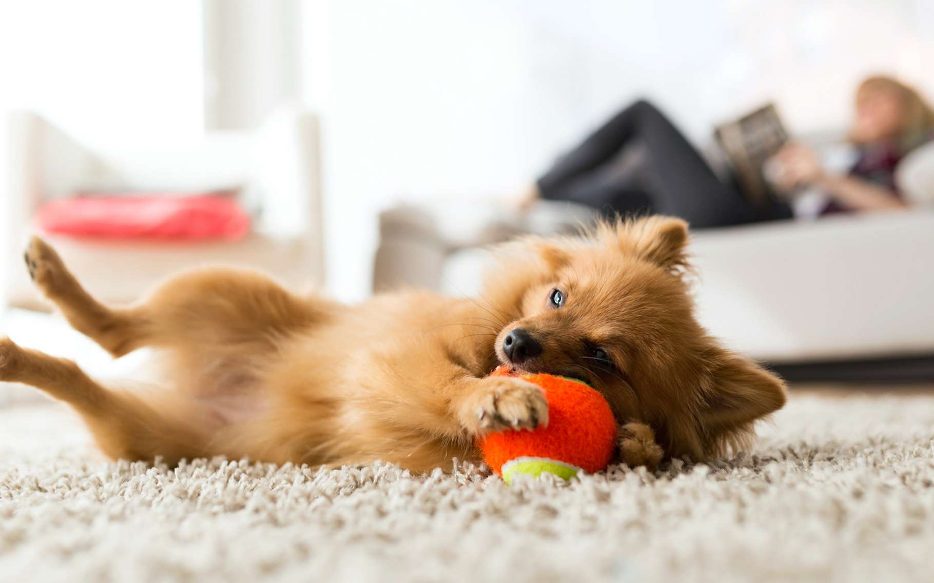 Un chien peut-il vivre heureux en appartement ?
