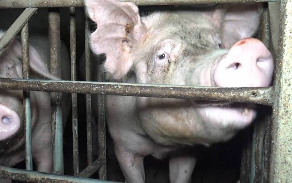 L'association de protection animale L214 épingle un élevage porcin breton - Le Figaro