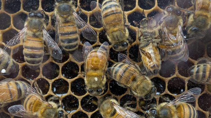 La production de miel français à l'arrêt - Le Figaro