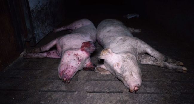 Maltraitance animale : les images choc de L214 dans un élevage de porcs du Tarn - ladepeche.fr