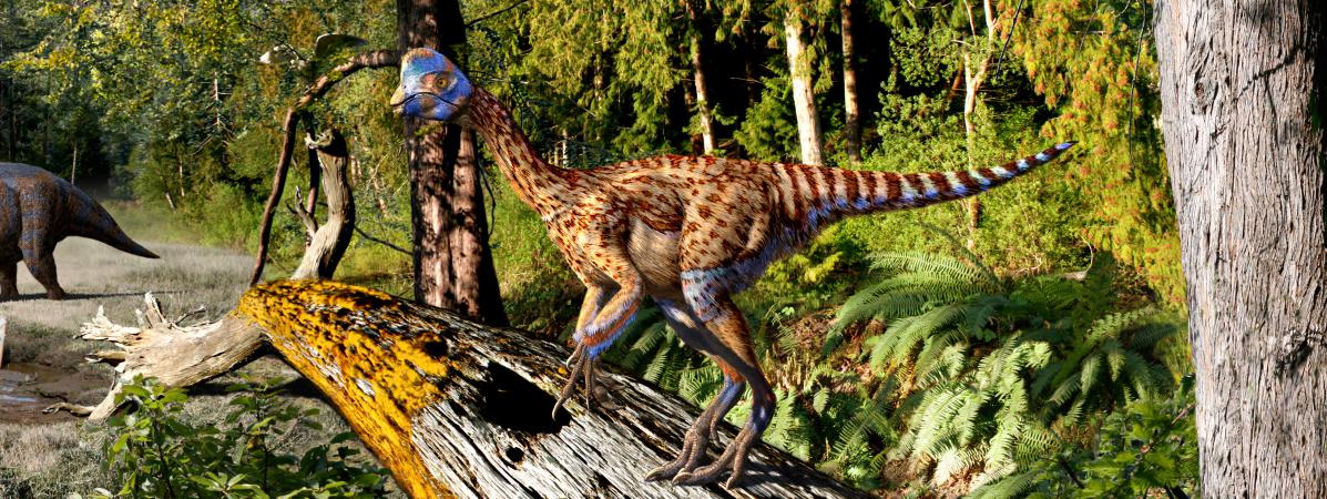 Royaume-Uni : un garçon de 10 ans corrige une erreur du Musée d'histoire naturelle de Londres sur les dinosaures - Franceinfo