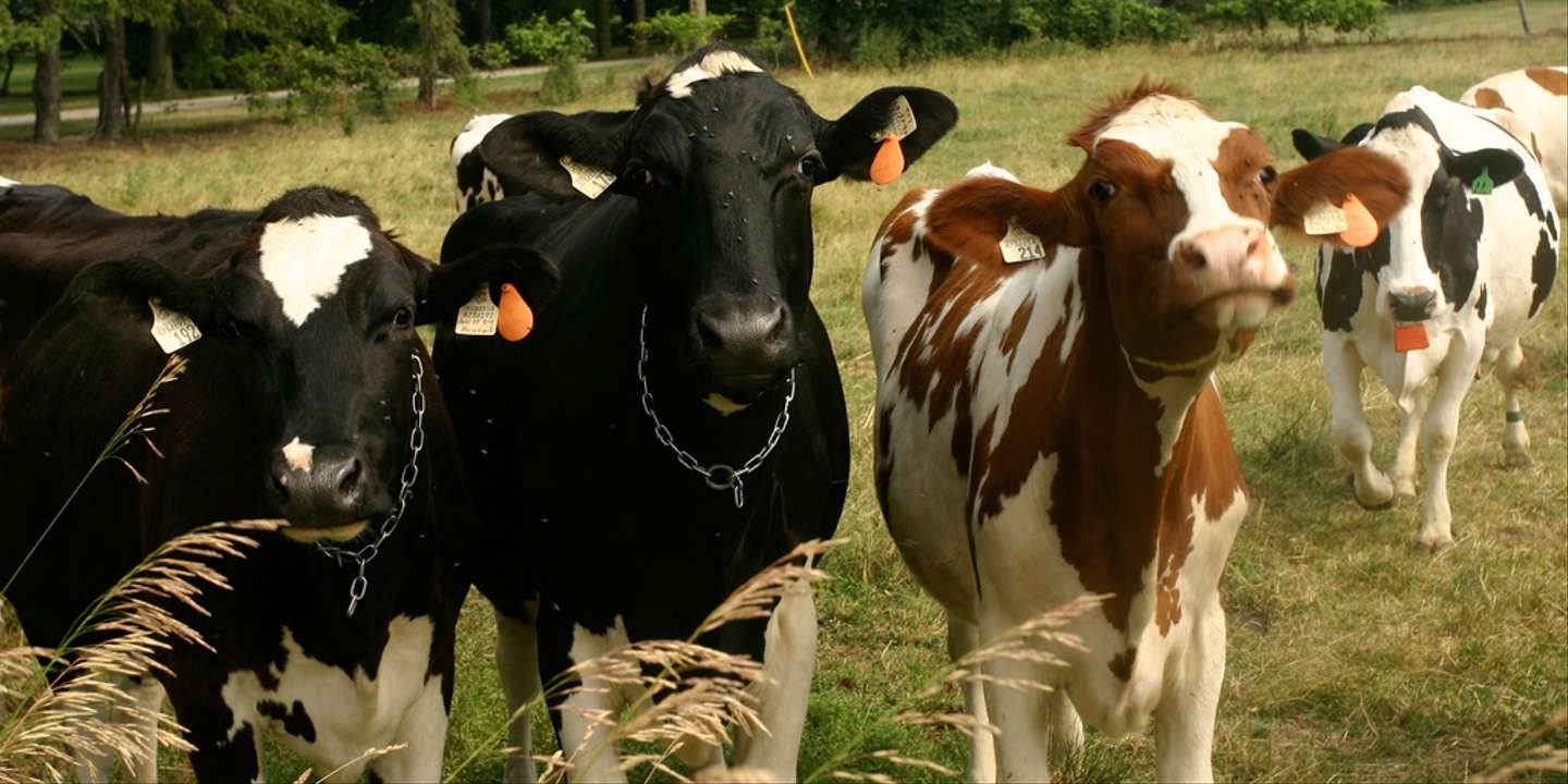 Farines animales, antibiotiques : la confusion de la majorité sur les effets du CETA en France