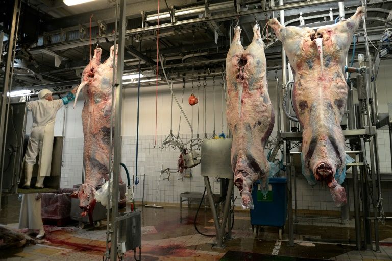 Abattoirs: L214 demande d'interdire l'égorgement d'animaux conscients