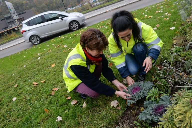 Besançon: des choux pour mesurer la pollution