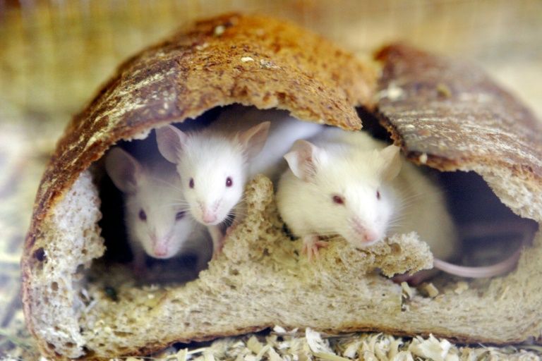 Des souris transformées en féroces prédateurs