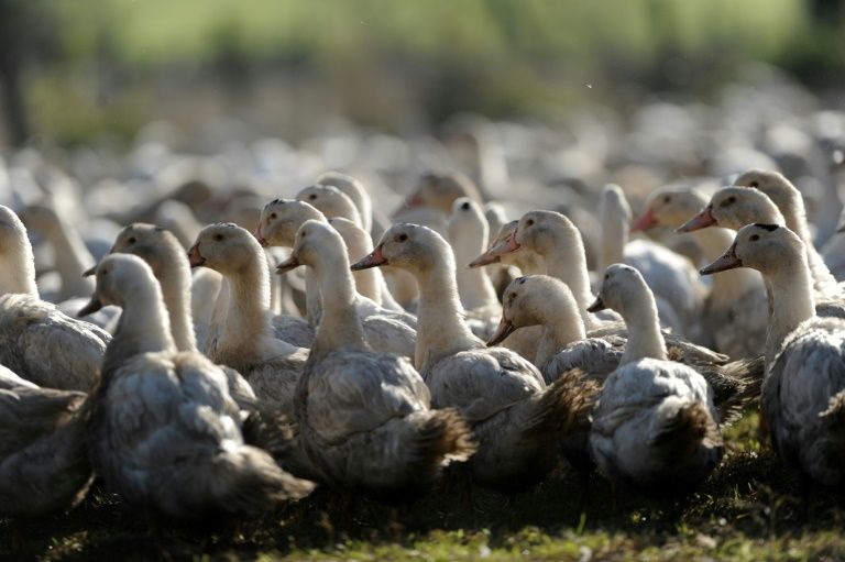 Grippe aviaire: abattage massif de canards dans le sud-ouest