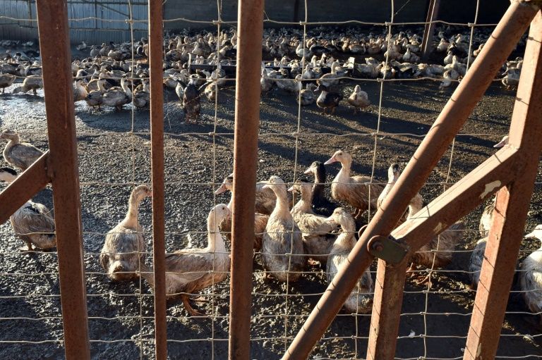 Grippe aviaire: l'abattage des canards étendu à 187 communes