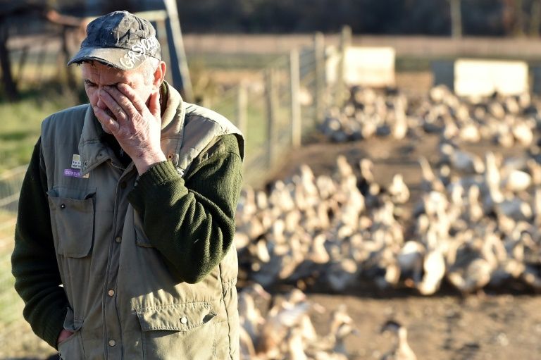 Grippe aviaire: les éleveurs revoient leurs pertes à la hausse