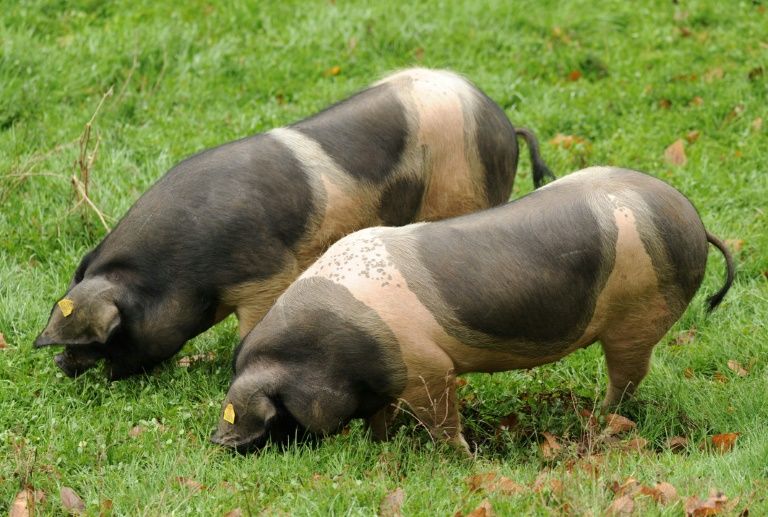 Porc: passer en bio, une solution à la crise qui reste ardue
