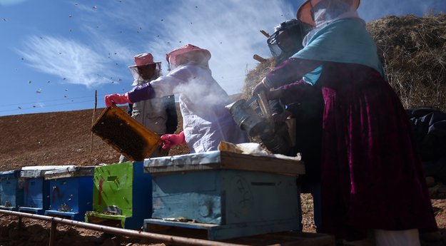 Quand les abeilles donnent du pouvoir aux femmes afghanes