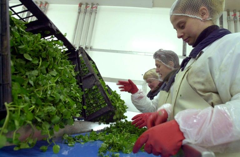 Les salades Florette rachètent une marque britannique de betteraves