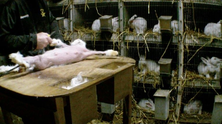 Une association dénonce la souffrance des lapins angora d'élevage