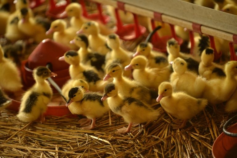 Grippe aviaire: toute la France placée en risque "élevé"