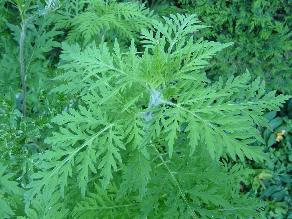 Allergie au pollen : 10 plantes à éviter