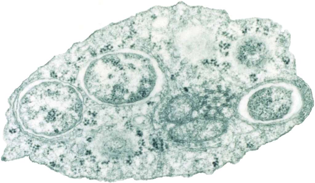 Des moustiques stériles pour limiter les épidémies