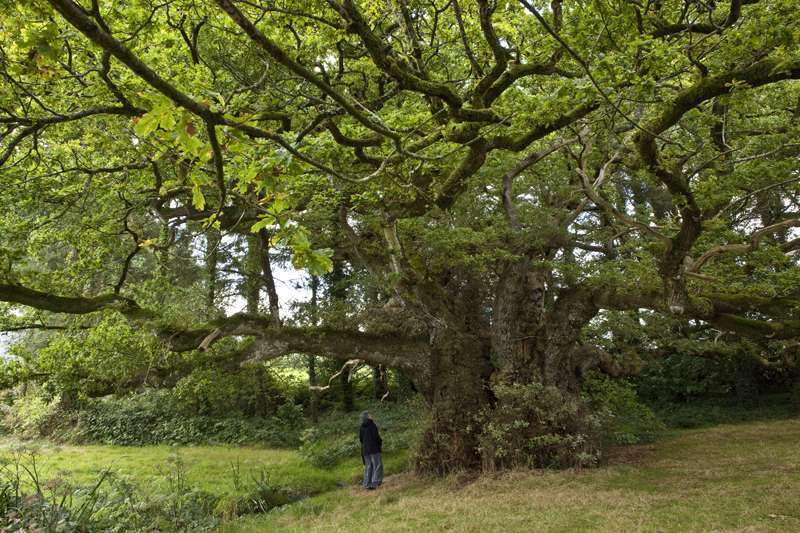 Climat : selon le Cern, les arbres influent sur la formation des nuages