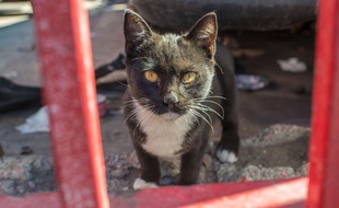 Paris: Elle séquestrait 130 chats dans son logement de 25m2 - 20minutes.fr