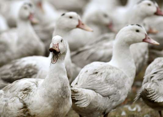 Les 12 000 canards touchés par la grippe aviaire dans le Lot-et-Garonne ne seront pas abattus