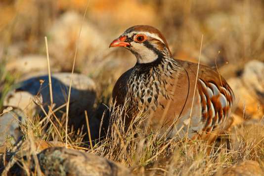 Les oiseaux disparaissent des campagnes françaises à une « vitesse vertigineuse » - Le Monde