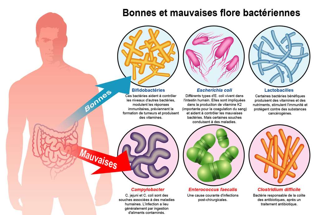 Le RV du docteur Cocaul : pour votre santé, soignez votre microbiote