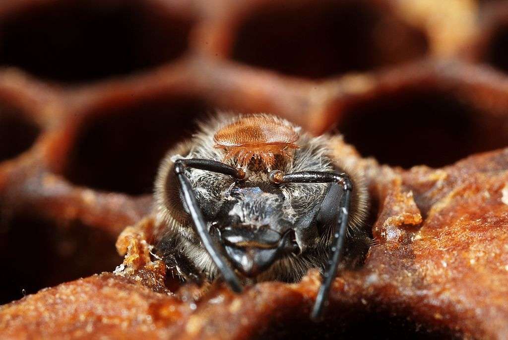 Le déclin des pollinisateurs menace l’agriculture mondiale