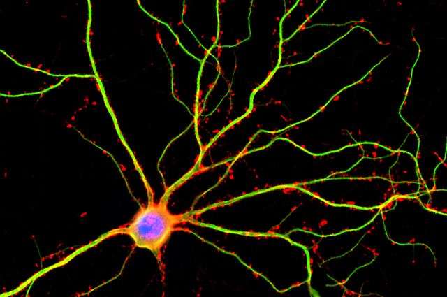 Le cerveau serait dix fois plus actif que ce que l'on pensait