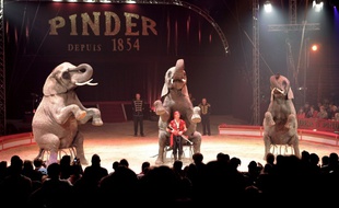 Le cirque Pinder, placé en liquidation judiciaire, est contraint d'annuler ses spectacles - 20minutes.fr